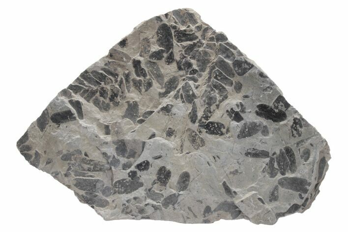 Pennsylvanian Fossil Fern (Neuropteris) Plate - Kentucky #224621